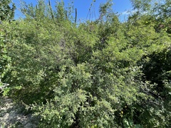 Indigofera fruticosa