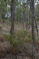 Acacia whitei