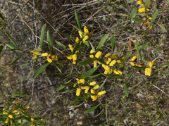 Acacia whitei