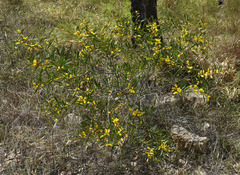 Acacia whitei