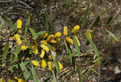 Acacia whitei