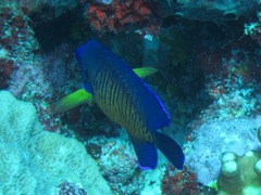 Centropyge bispinosa