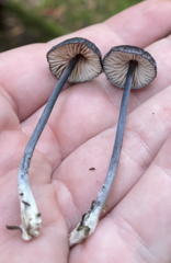 Entoloma largentii