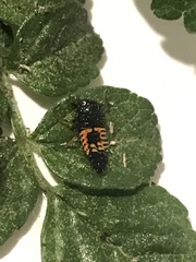 Harmonia axyridis