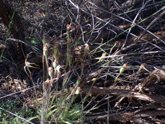 Caladenia dimidia