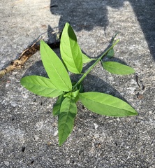 Asclepias curassavica
