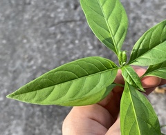 Asclepias curassavica