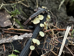 Lanzia luteovirescens