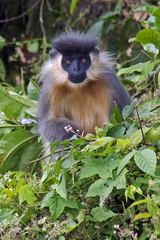Trachypithecus pileatus