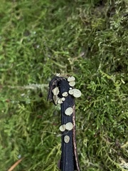 Lanzia luteovirescens