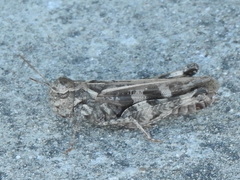 Encoptolophus costalis