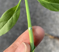 Asclepias curassavica