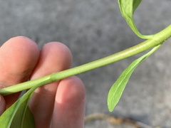Asclepias curassavica