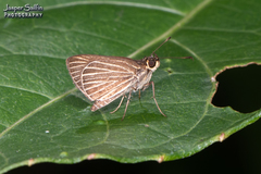 Callimormus radiola radiola