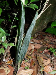 Trichomanes vittaria