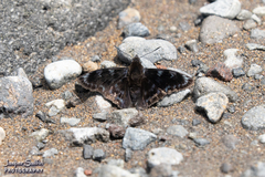 Mictris crispus crispus