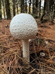 Amanita chrysoblema