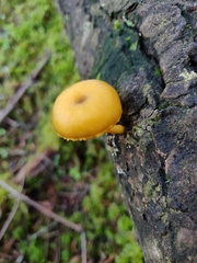 Chrysomphalina chrysophylla