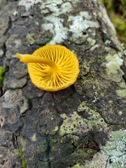 Chrysomphalina chrysophylla