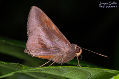 Talides sergestus