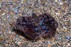 Cycloglypha caeruleonigra