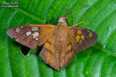 Nascus phocus