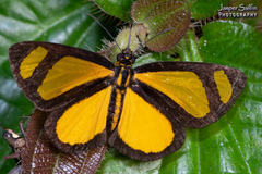 Cabirus procas