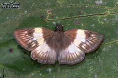 Potamanaxas effusa
