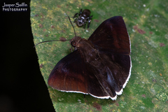 Aethilla eleusinia