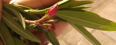 Nerium oleander