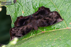 Achlyodes busirus heros