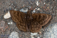 Nisoniades