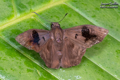 Xispia quadrata