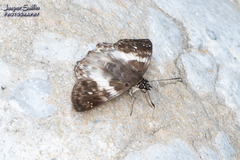 Polyctor polyctor polyctor