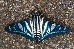 Jemadia hewitsonii
