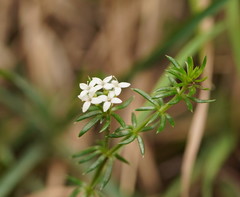 Asperula scoparia