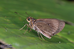 Callimormus radiola radiola