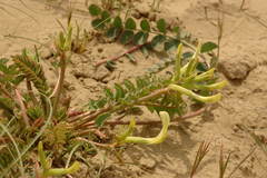 Astragalus flexus