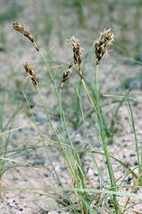 Carex physodes