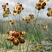 Carex physodes - Photo (c) Pavel Gorbunov,  זכויות יוצרים חלקיות (CC BY-NC), הועלה על ידי Pavel Gorbunov