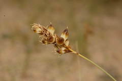 Carex physodes