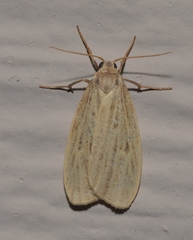 Crambidia lithosioides