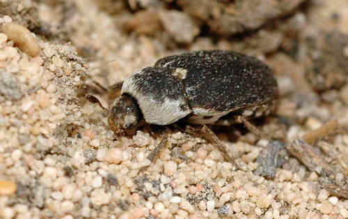 Fringed Larder Beetle