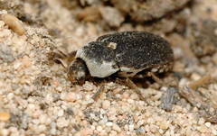 Dermestes frischii