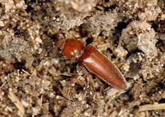 Agriotes meticulosus
