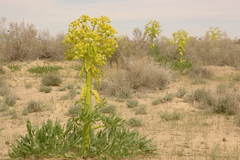 Ferula assa-foetida