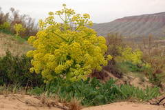 Ferula assa-foetida