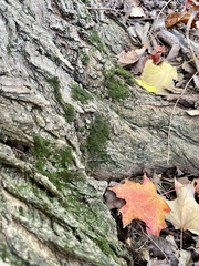 Candelariella xanthostigma