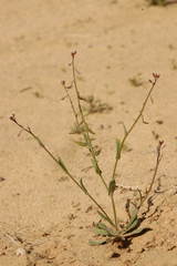 Goldbachia laevigata