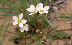 Holosteum glutinosum